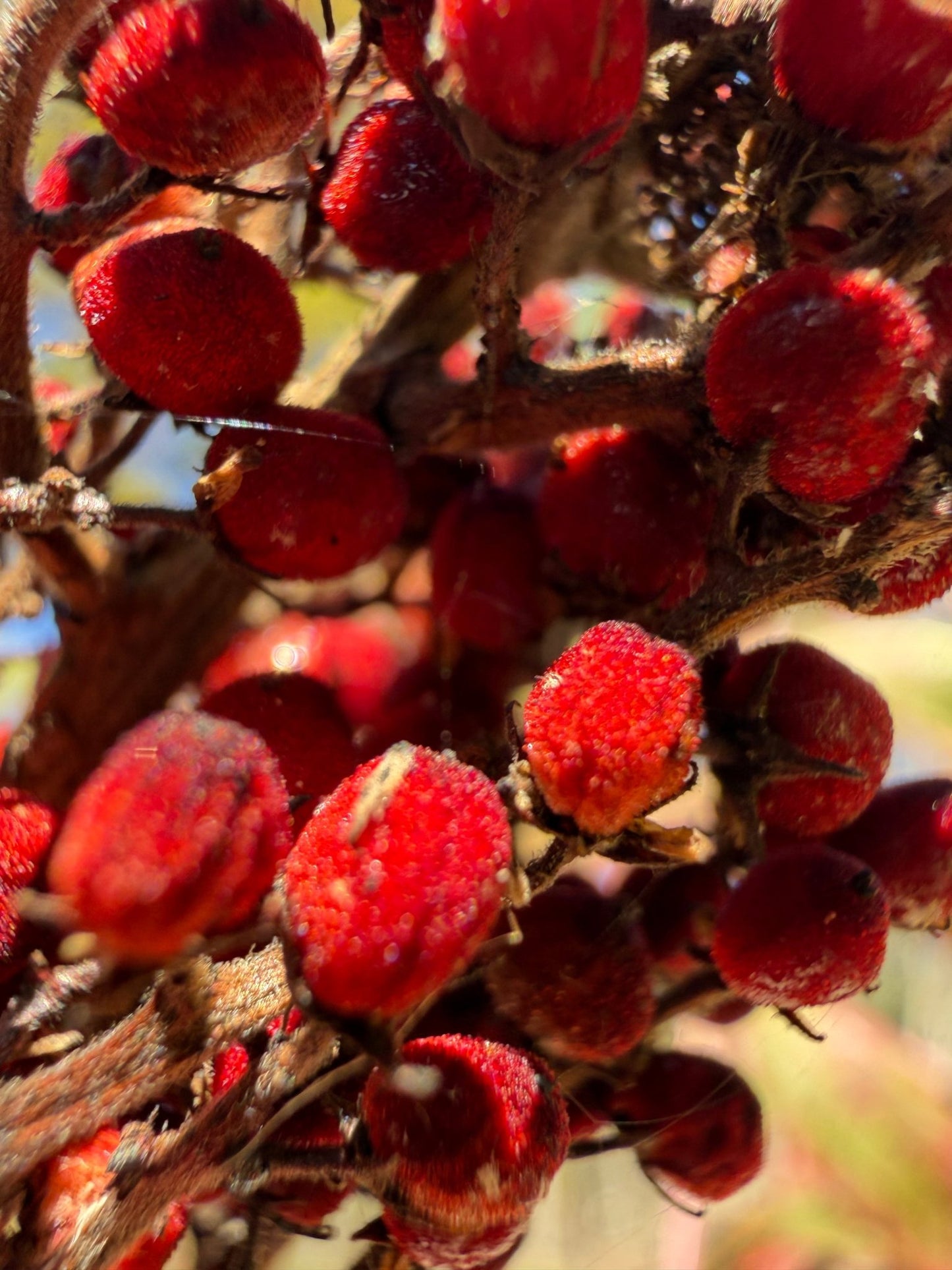 Handmade Silver Spoon with Gathered Series Cabochon - Culinary Gift - Evitts Creek Arts