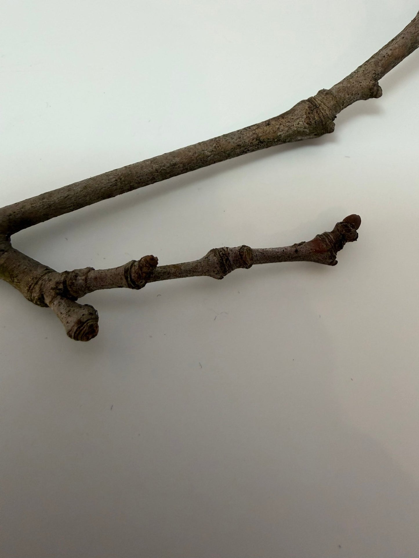 Twiggies Sterling Silver Branch Earrings - Evitts Creek Arts
